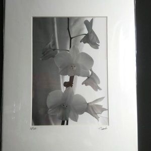 Orchid photo B+W print matted 2/50 Signed